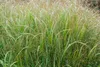 Stauden Gänge 1 x Panicum virgatum 'Heiliger Hain' im 1 Produktbild-Vorschau 5