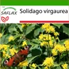 SAFLAX - Skutečný zlatobýl - Solidago virgaurea - 100 Náhled obrázku produktu 5
