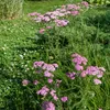 Bloomique - Lot de 6 - Achillée millefeuille ‘Cerise Queen’ Voir les images du produit 3