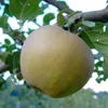 Zabergäu Renette Winterapfel Buschbaum Topfballen M7 Produktbild-Vorschau 1