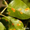 Leaf Diseases Blattkrankheiten-Konzentrat - 500 ml für 500 Produktbild-Vorschau 7