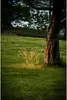 Decorative LED lights are placed in a grassy yard near a tree trunk. Produktbild-Vorschau
