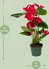 Anthurium Red - Ø17cm - ↕55cm - Ø12cm - ↕40cm Produktbild-Vorschau 13