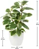 Sztuczna roślina kamelia w plastikowej doniczce 28 cm, Podgląd zdjęcia produktu 2