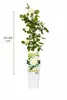Kletterrose Crazy in Love Vanille 50-70 cm – duftende, Produktbild-Vorschau 5