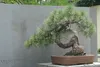 SAFLAX - Goldkiefer - Pinus ponderosa - 20 Samen Produktbild-Vorschau 4