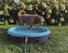 Nobby 62298, Aufblasbares Planschbecken für Haustiere, Produktbild-Vorschau 5