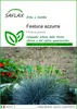 SAFLAX  - Festuca azzurra - 50 semi - Festuca Anteprima dell’immagine prodotto 1
