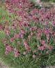 Grasnelke Düsseldorfer Stolz, im Topf - Armeria maritima, Produktbild-Vorschau 2