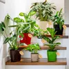 A collection of potted plants arranged on wooden steps. Podgląd zdjęcia produktu