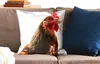 MuchoWow® Zierkissen Sofakissen Wohnzimmer Dekokissen 50x50 Produktbild-Vorschau 2