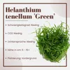 Aquarium Pflanze Helanthium tenellum 'Green' Tropica Produktbild-Vorschau 2