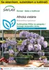 SAFLAX Kultivační sada - Africká vistárie - Bolusanthus Náhled obrázku produktu 1