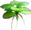 Eco Plant - Limnobium laevigatum - rostlina invitro malý Náhled obrázku produktu 2