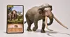 Eofauna FIG-002 Evropský lesní slon (Palaeoloxodon Náhled obrázku produktu 3
