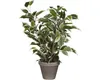 Kunstpflanze Ficus im Topf grün/mehrfarbig 40cm Produktbild-Vorschau 6