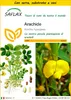 SAFLAX Insieme di coltivazione - Arachide - 8 semi - Anteprima dell’immagine prodotto 1
