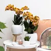 Kolibří orchideje - oranžová zlatá orchidej Phalaenopsis - Náhled obrázku produktu 7
