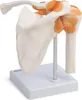 Schulter Schultergelenk Anatomie Modell lebensgroß mit Produktbild-Vorschau 2