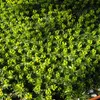 6 x Andenpolster - Azorella trifurcata  | Topf 9cm x 9cm Produktbild-Vorschau 2