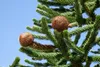 Araucaria araucana, Andentanne, 40–50 cm Produktbild-Vorschau 13