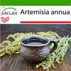 SAFLAX - Palina čínska Qing Hao - Artemisia annua - 250 Náhľad obrázku produktu 8