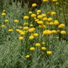 6 x Santoline  - Santolina chamaecyparissus « Lambrook Voir les images du produit 2