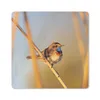 MuchoWow® Mauspad Mousepad Vögel - Blaukehlchen - Schilf Produktbild-Vorschau 1