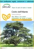 SAFLAX Set regalo - Cedro dell'Atlante - 20 semi - Cedrus Anteprima dell’immagine prodotto 1