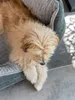 A small, fluffy dog is resting in a dog bed on a tiled floor. Produktbild-Vorschau
