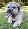 HUNTER Hundespielzeug KONG® CrunchAir™ Balls - Größe: Produktbild-Vorschau 2
