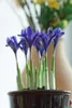 Iris reticulata 'Harmony', Zwerg-Iris, blau, ca. 9x9 cm Produktbild-Vorschau 5