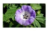 10x Nicandra physalodes Lampionblume Strauch Pflanzen - Produktbild-Vorschau 3