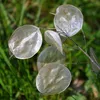 6 x Plante bisannuelle - Lunaria annua | Pot 9cm x 9cm Voir les images du produit 2