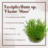 Aquarium Pflanze In Vitro 3x Moos Taxiphyllum 'Flame' Produktbild-Vorschau 2