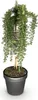 Rosmarinus officinalis Prostratus - Terrassenpflanze - Produktbild-Vorschau 2