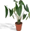 Meergroothandel Alocasia Zebrina (Elefantenohr) - 75 cm, Produktbild-Vorschau 1