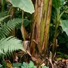 Bloomique - Musa basjoo - Banan ogrodowy - Roślina bananowa Podgląd zdjęcia produktu 5