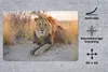 MuchoWow® Schreibtischunterlage Löwe - Morgen - Afrika Produktbild-Vorschau 2