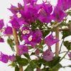 Bugenwilla - Bougainvillea 'Alexandra' - Wysokość 50-60cm - Podgląd zdjęcia produktu 3
