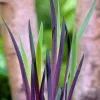 3er Set - Iris Versicolor - Amerikanische Produktbild-Vorschau 4