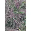 Liebesgras - Eragrostis spectabilis, Topf 13 cm - 13cm Produktbild-Vorschau 2