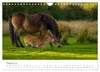 Exmoor Ponnys - Die letzten Ihrer Art (Wandkalender 2027 Produktbild-Vorschau 11