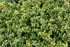 Stauden Gänge 1 x Ilex crenata 'Convexa' Kugel 25 - 35 cm - Produktbild-Vorschau 6