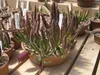 Fiore carogna (Stapelia leendertziae)  - 5 pezzi Anteprima dell’immagine prodotto 3