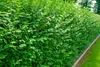 Stauden Gänge 100 x Ligustrum vulgare 'Atrovirens' - Produktbild-Vorschau 2