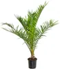 Bloomique - Phoenix Canariensis - Kanarische Dattelpalme - Produktbild-Vorschau 1