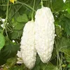 Čínsky horký melón biele perlové semená pre domácu záhradu Náhľad obrázku produktu 1