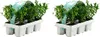 Bloomique - Zestaw 12 szt. - Ilex Crenata Jenny - Podgląd zdjęcia produktu 1