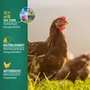 Agrarzone granulat paszowy dla kurcząt przeciw roztoczom 20 Podgląd zdjęcia produktu 5